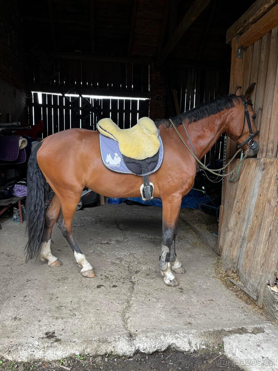 Všestranný valach - 15