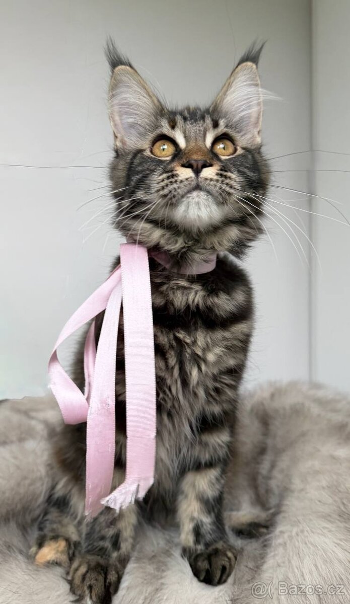 Mainská mývalí koťátka s PP - 15