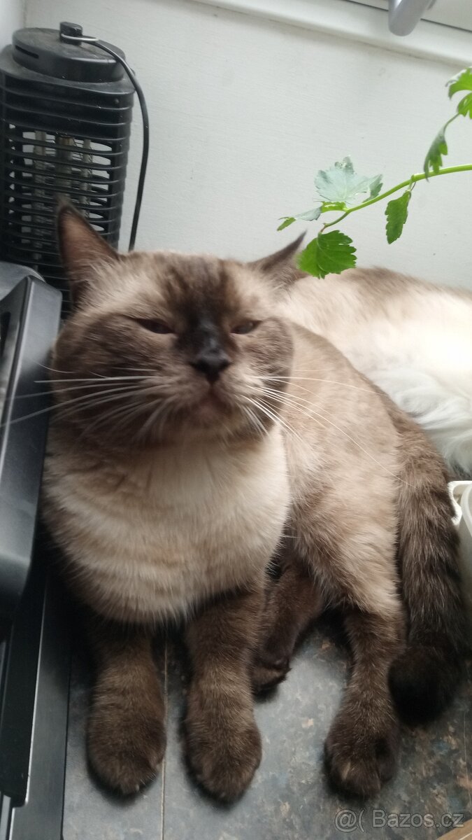 Kotátka Ragdoll bez PP - 15