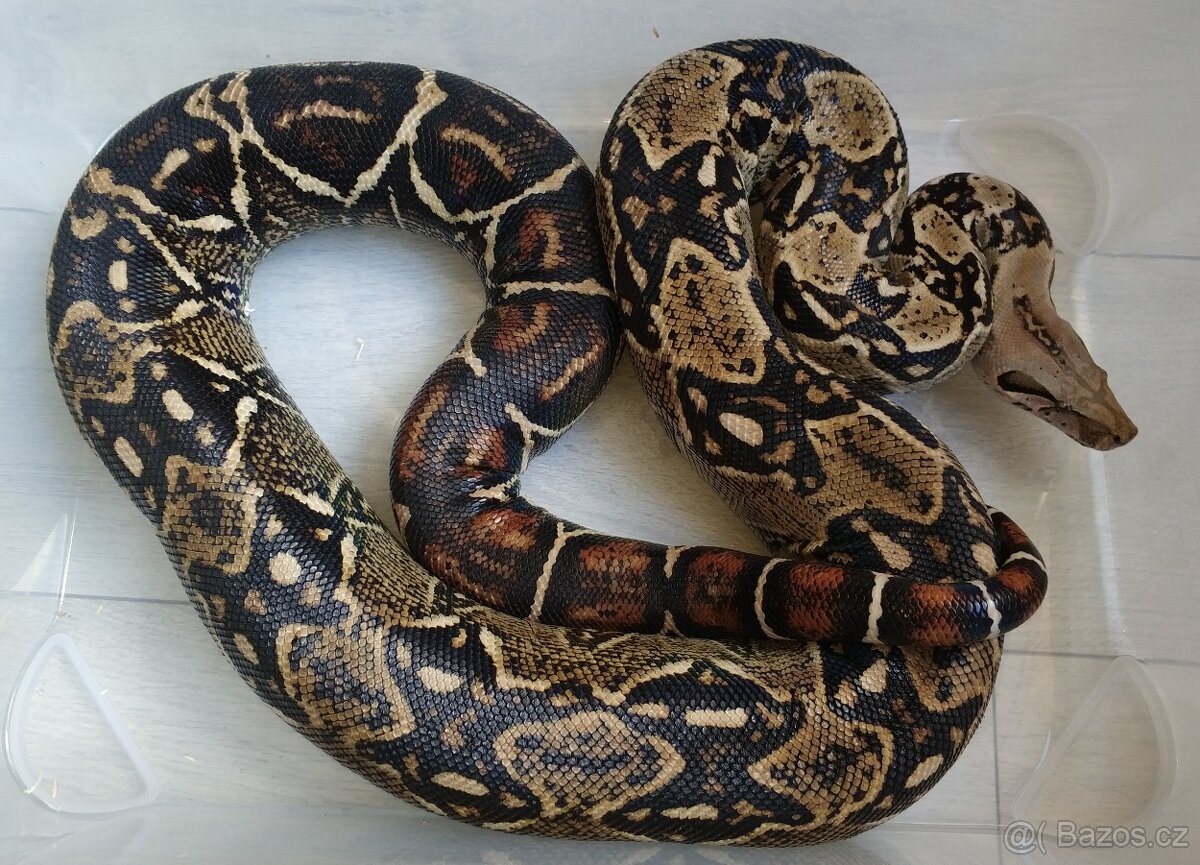 Boa imperator - DH Leopard VPI T+ Albino - 15