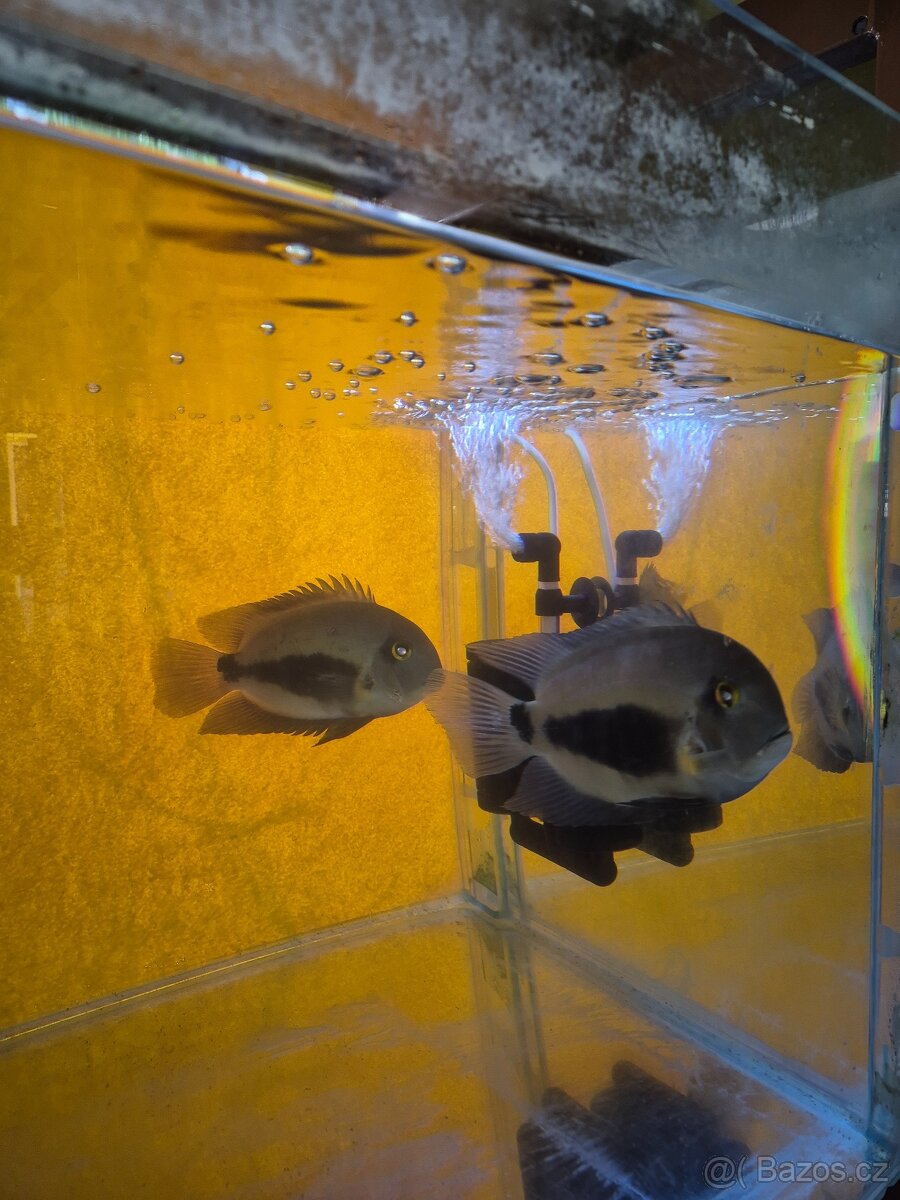 Prodej akvarijních ryb - 15