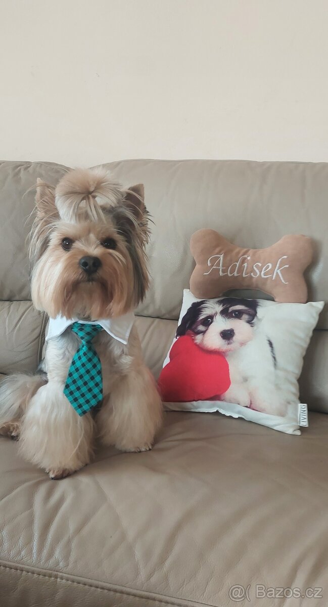 Jorkšírsky teriér, krytí Ne na prodej - 15