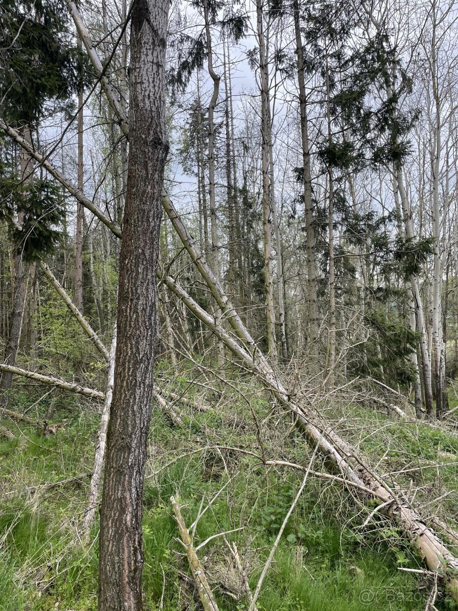 Prodám lesní pozemky v k.ú. Hradiště u Domažlic - 15