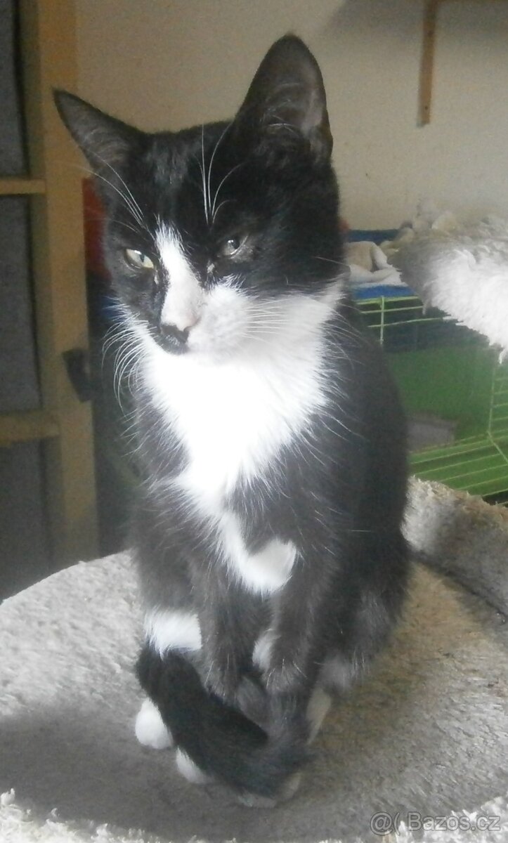 Mazlivý, klidnější 5,5měsíční černobílý kocourek Body - 15