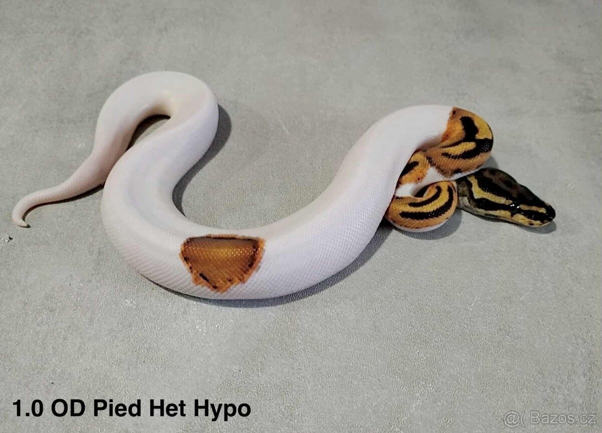 Krajta královská - 15