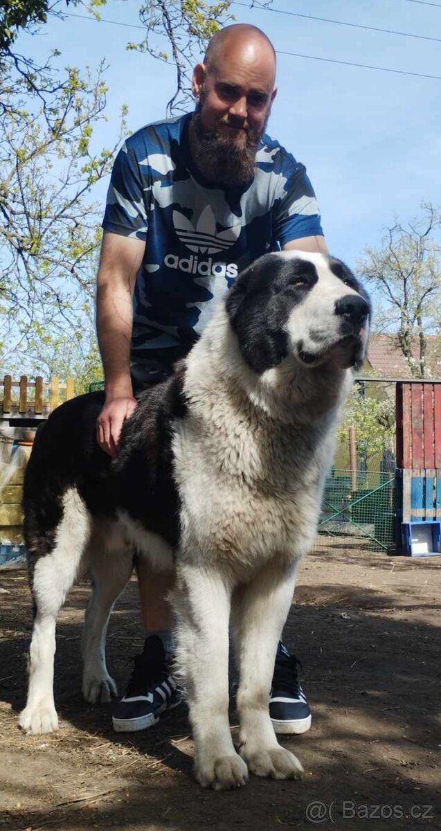 Středoasijský pastevecký pes - 15