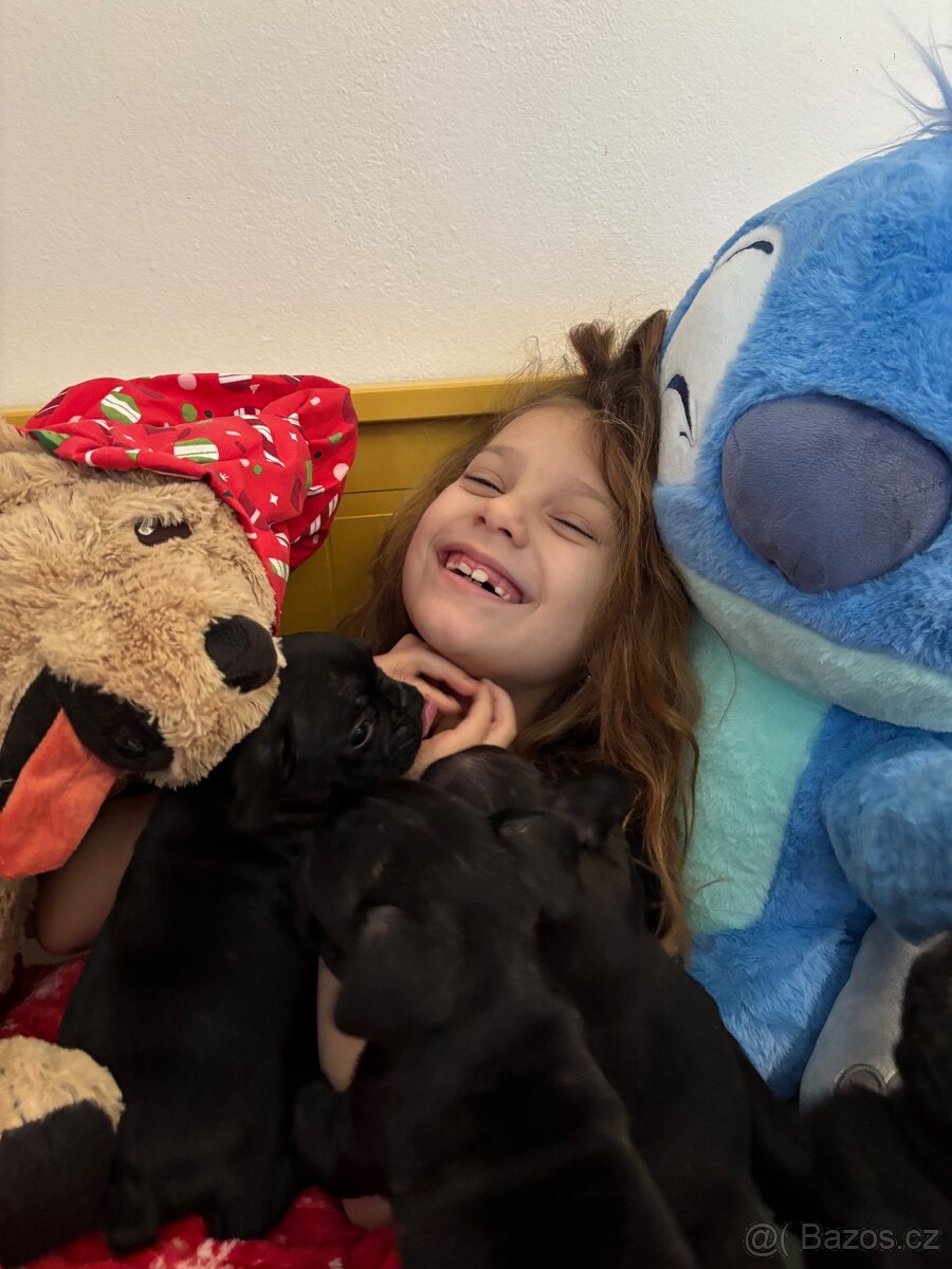 Francouzský buldoček - 15