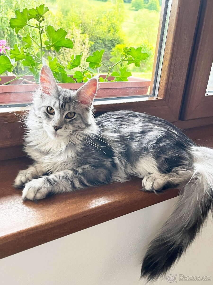 Krásná kočička MCO s PP - 15