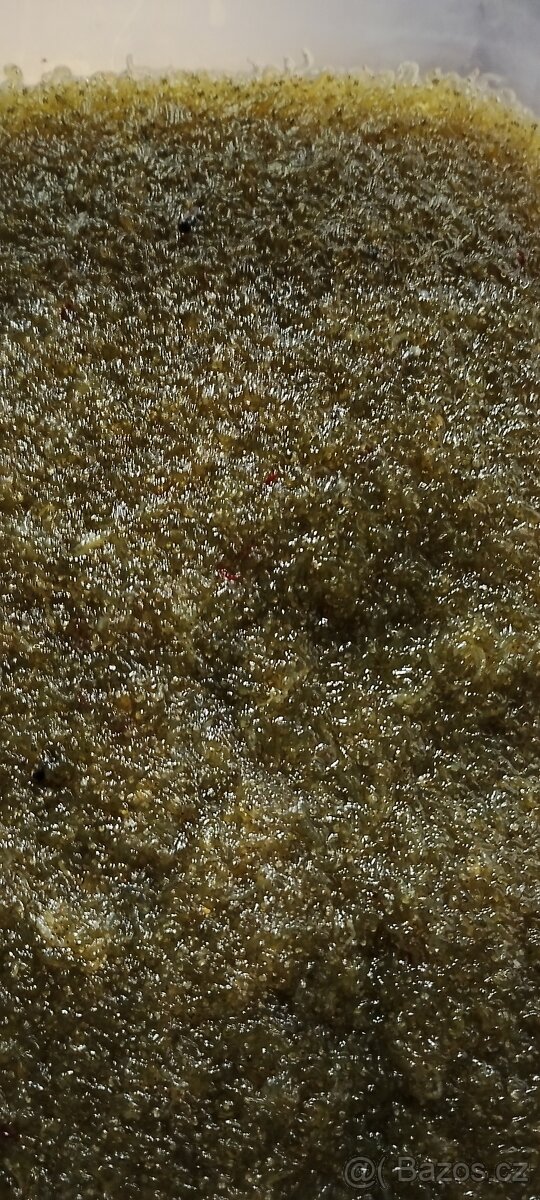 Čtverzubec trpasličí - 15