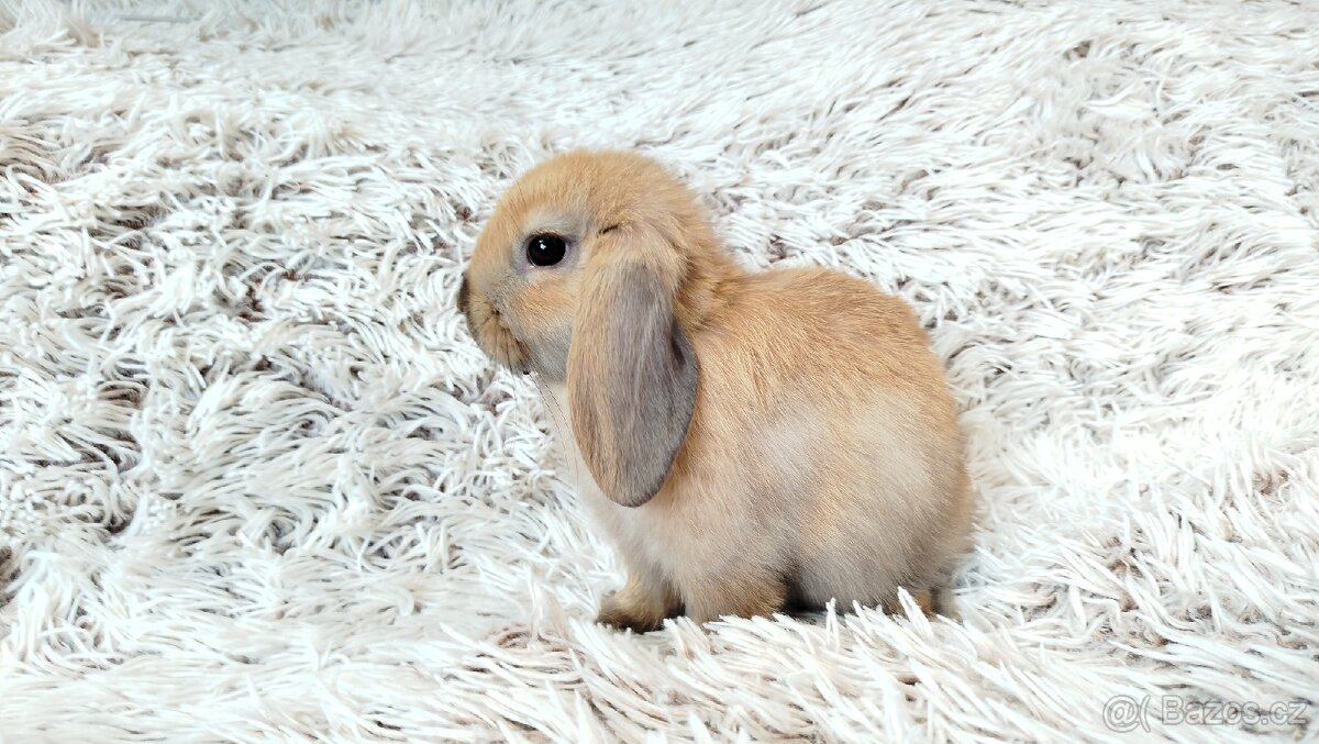 Zakrslý beránek, králíček, králík - JIJI - 15