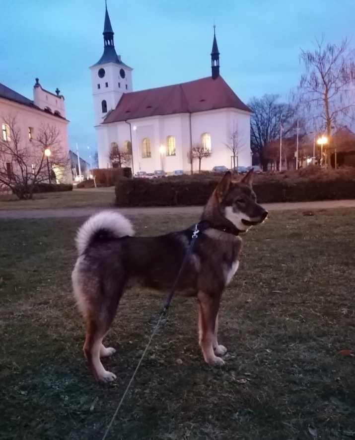 Československý vlčák - Shikoku - 15