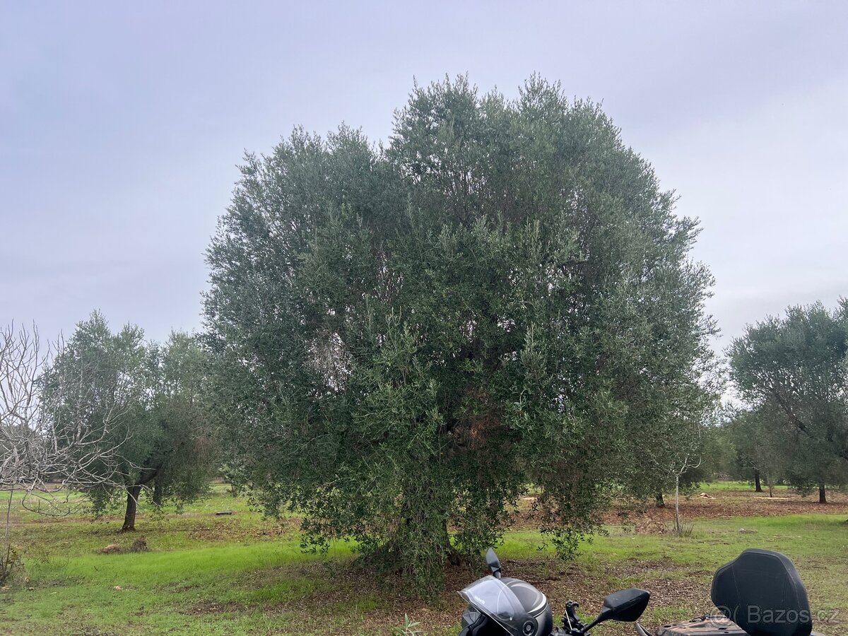 Olivový sad 9100m2 u moře - 15