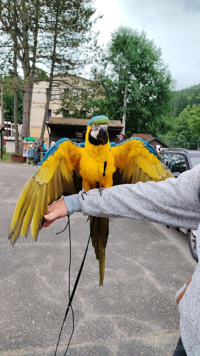 ZÁŽITKOVÝ PROGRAM S PAPOUŠKY - 15