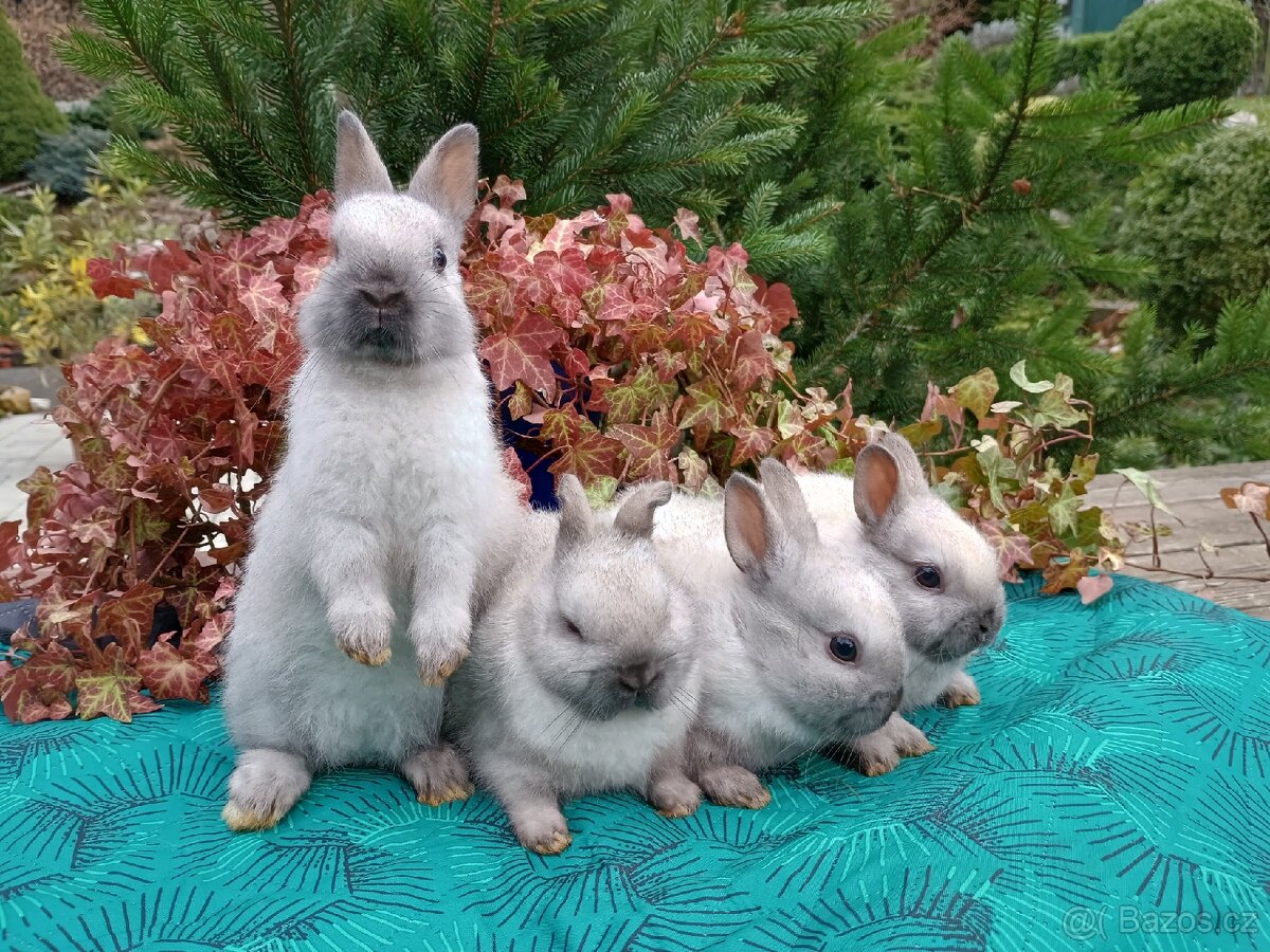 Zakrslý siamský žlutý miminka - 15