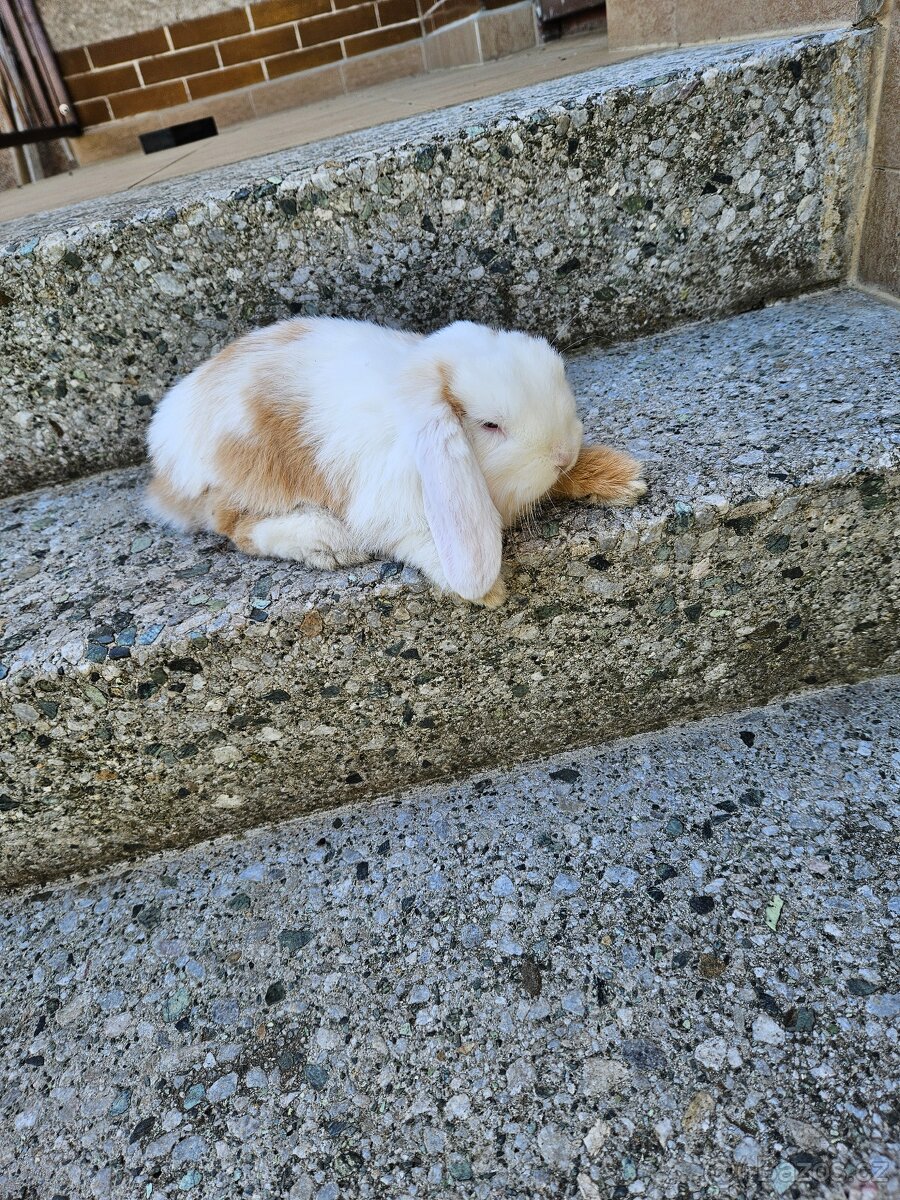 Zakrslý králík - 15