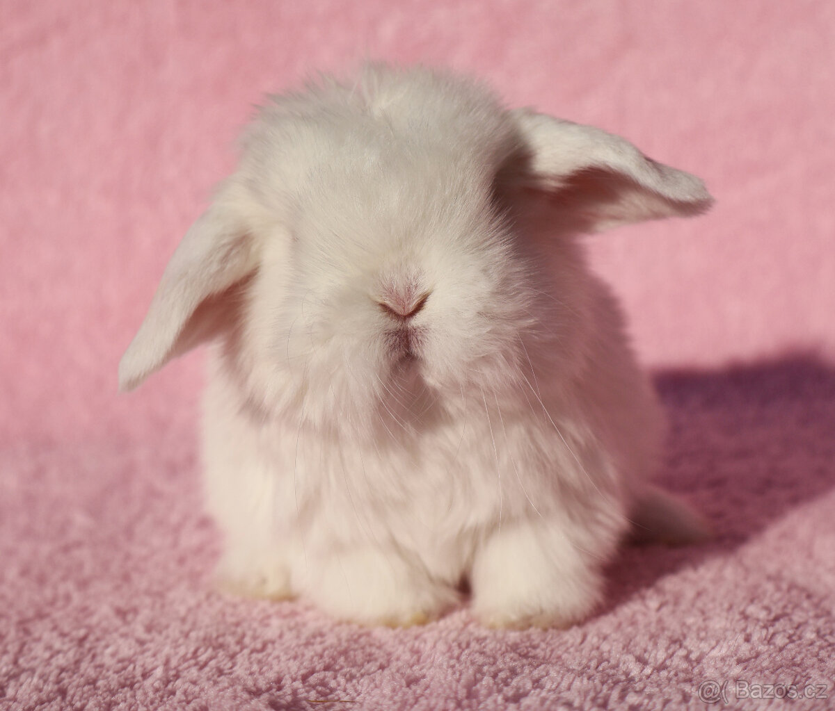 Zakrslí beránci NHD modrá očka . - 15