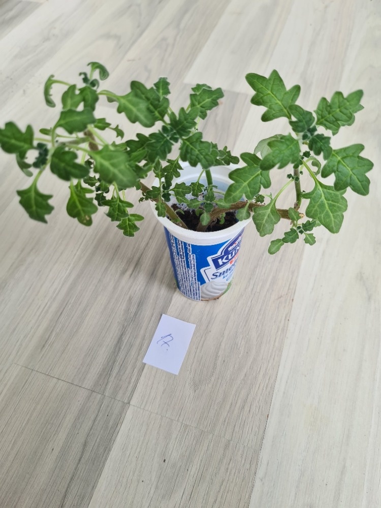 Rostliny, kytky, pokojovky - 15