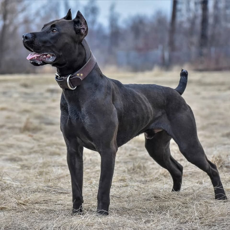 Dobrman x APBT,bandog,ast,bullherder - 15
