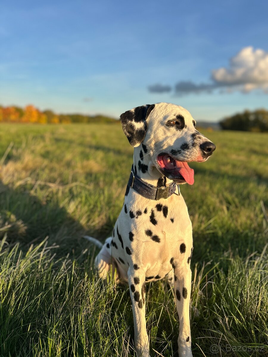 Dalmatin štěně s PP - 15