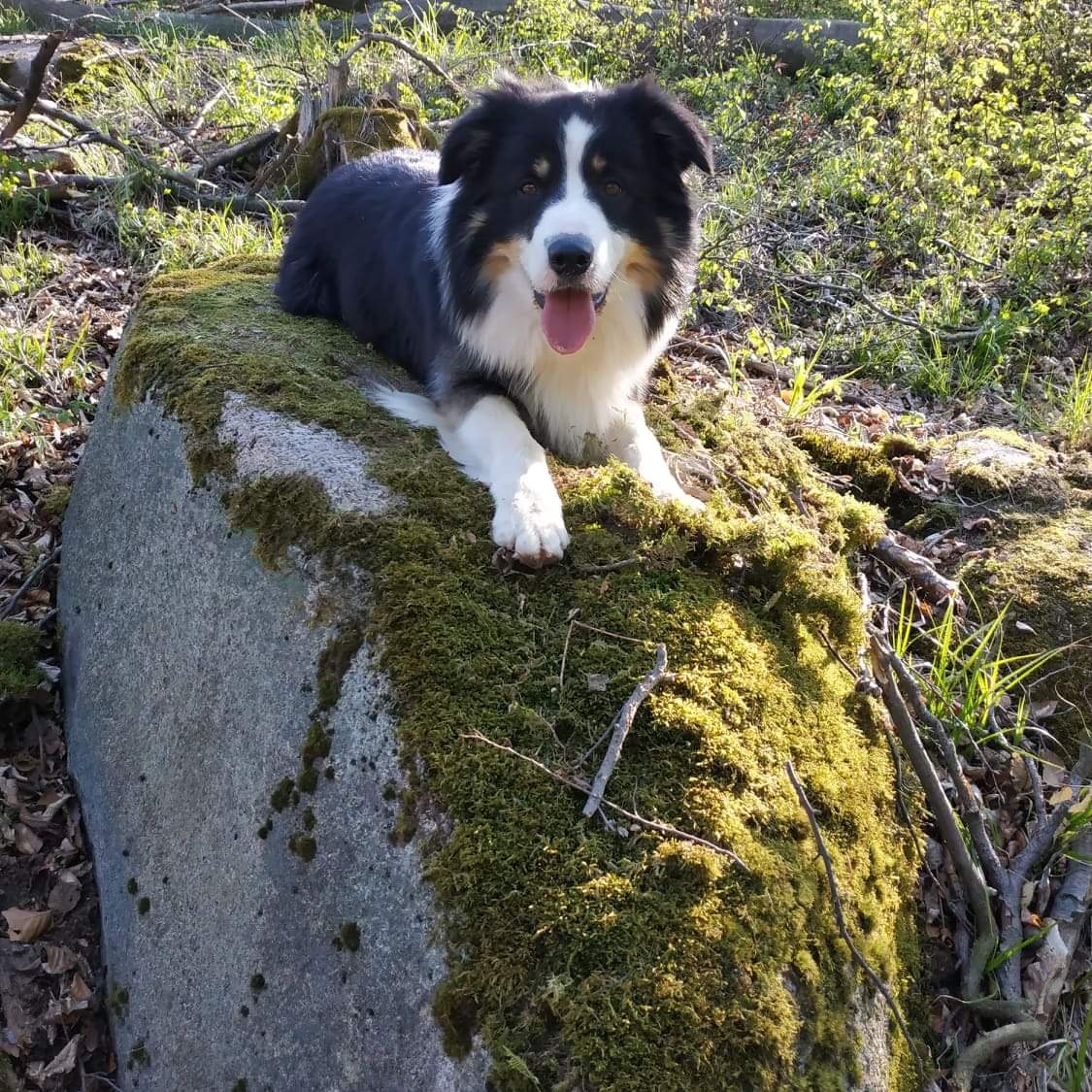 Štěňata Border Kolie s PP - 15