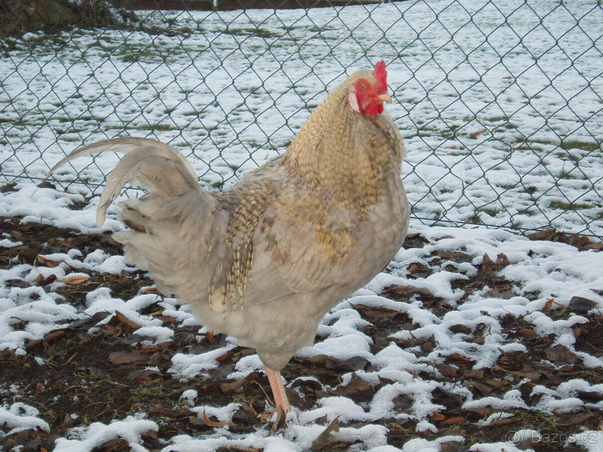 Kohout do chovu k prodeji - 15