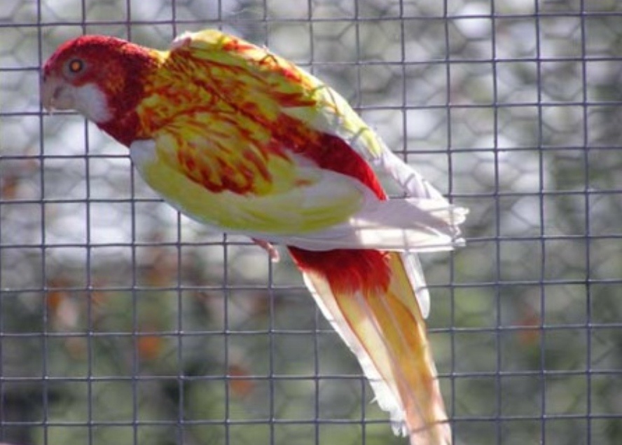 Austrália odcervenie S76 - 15