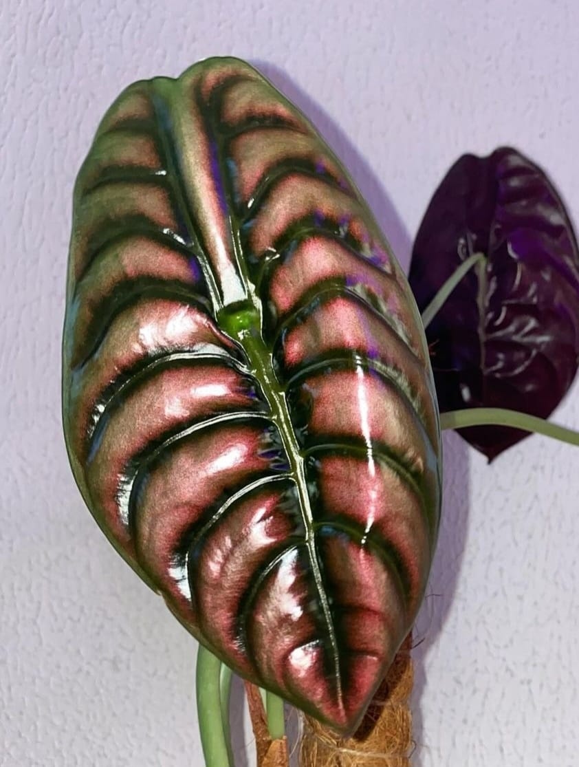 Alocasie - hlízy, rostliny - 15