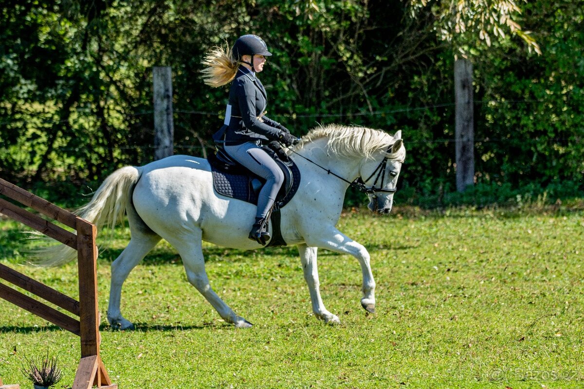 Líbivá connemara klisna do sportu - 15