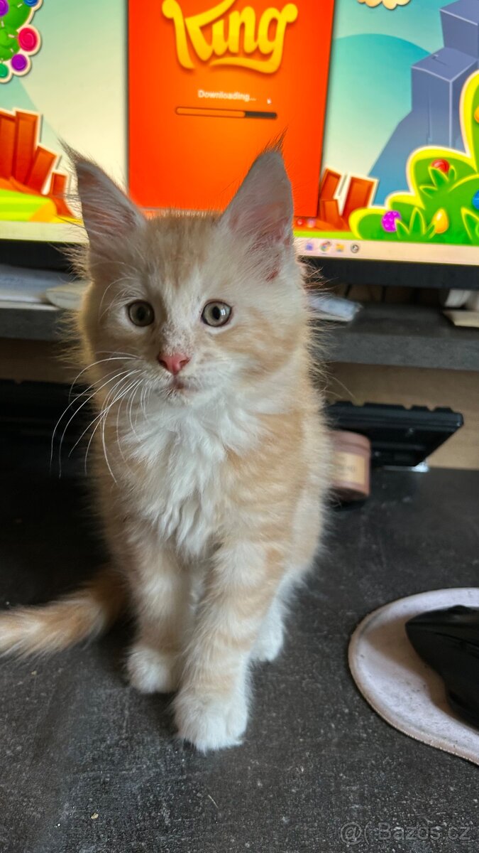 Mainska Mývalí - 15