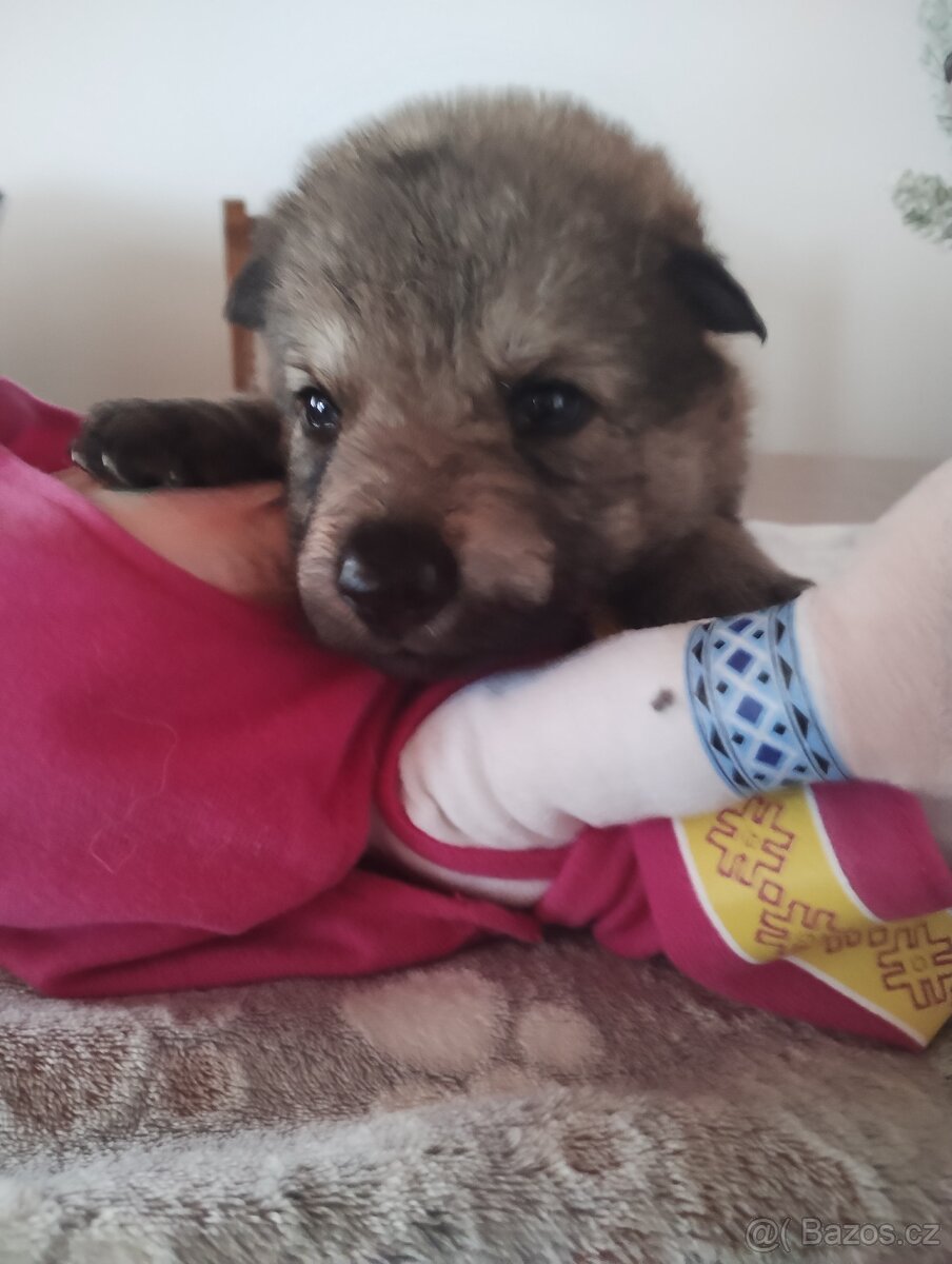 Československý vlčák s PP - 15