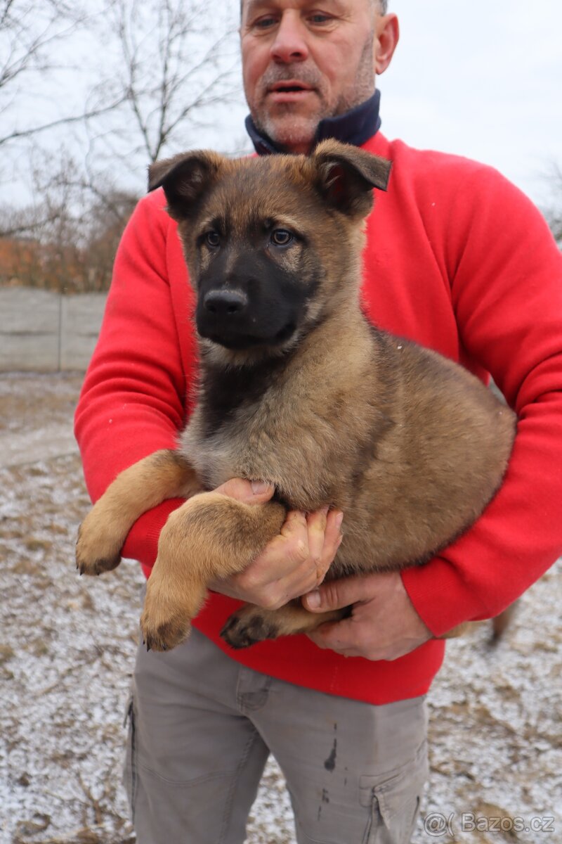 Německý ovčák štěňata s PP, work line, - 15