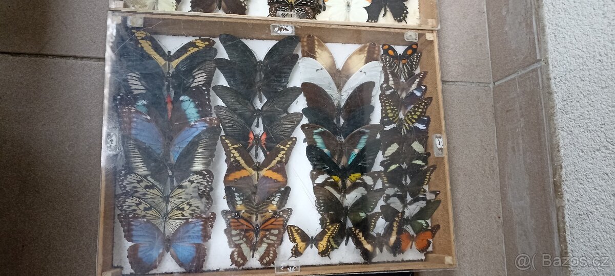Prodám velikou sbírku motýlů - 15