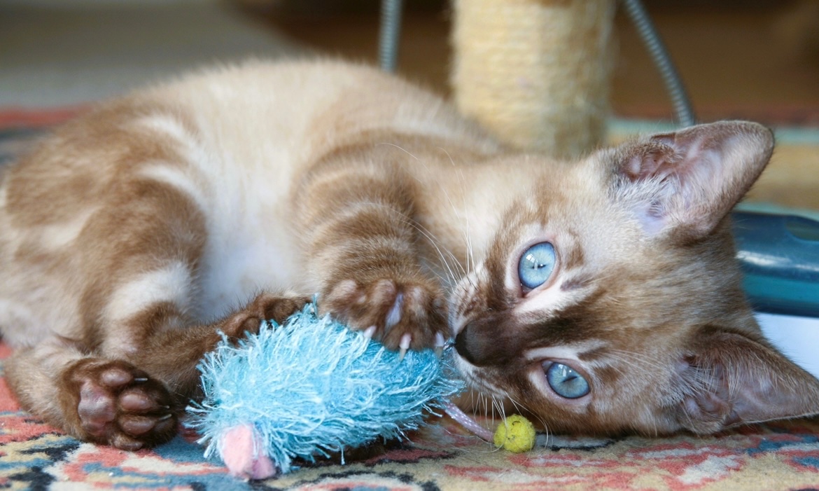 Bengálská kočka,bengálské kotě - 15