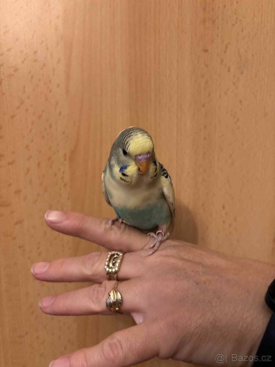 Prodám mladé andulky po vylétnutí z budky - 15