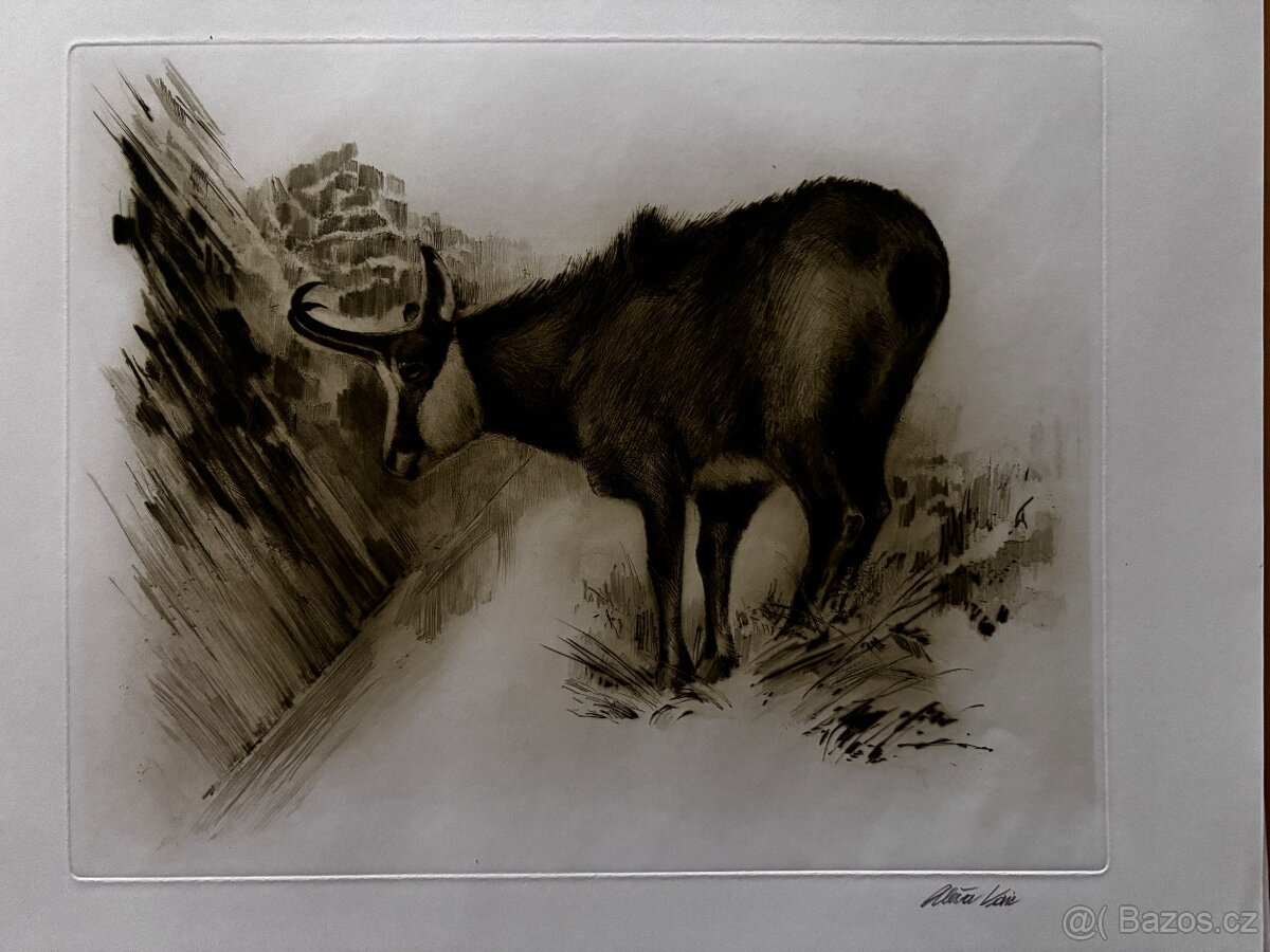 Ales Vaic - lesnicka tematiky - 15