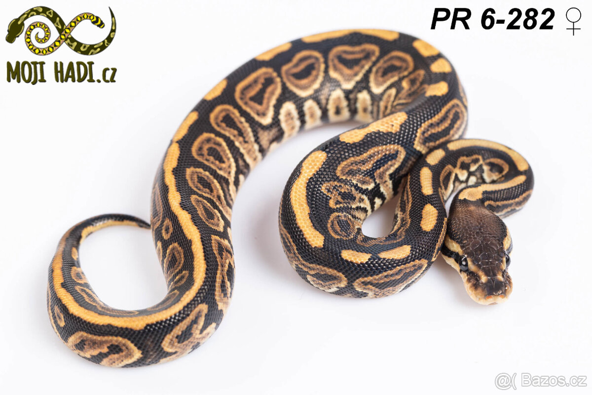 Python regius - Krajta královská - 15