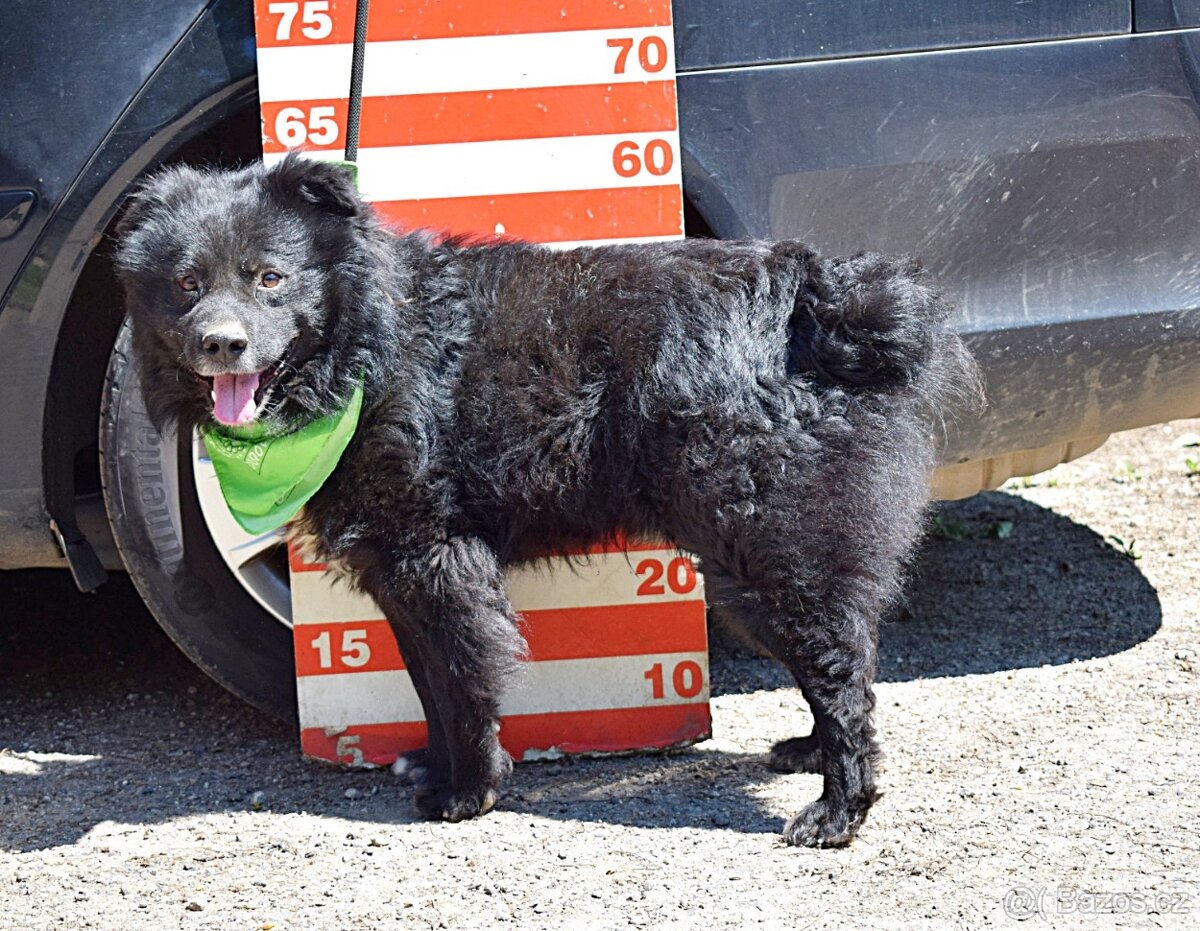 TICEAS K ADOPCI- 3 ROKY,TULÍCÍ ČERTÍK,HODNÝ,KLIDNÝ - 15