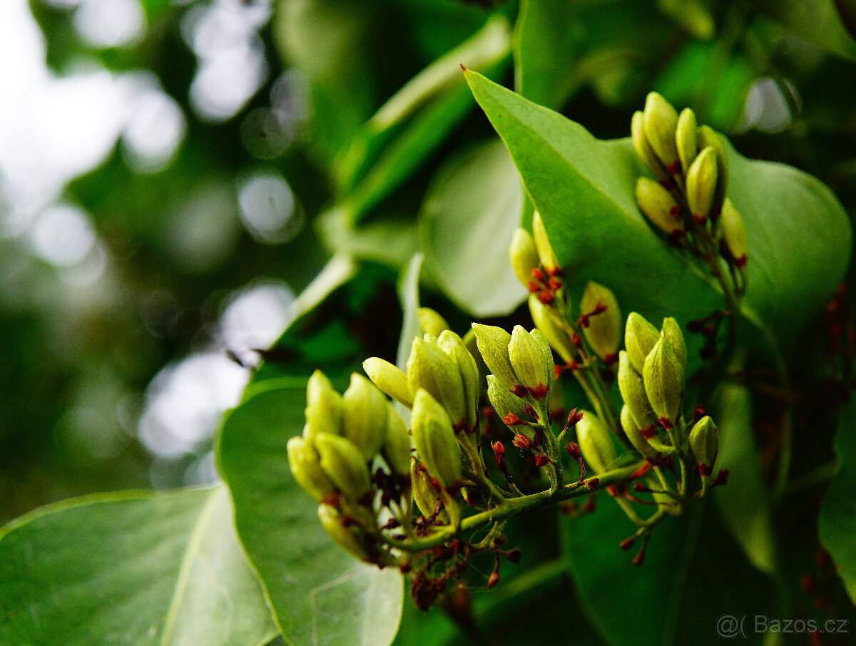 Objektiv Carl Zeiss Vario-Sonnar DT 3,5-4,5/16-80 ZA - 15