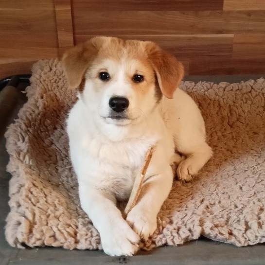 Kanaánský pes - štěně s PP, Canaan Dog puppy - 15