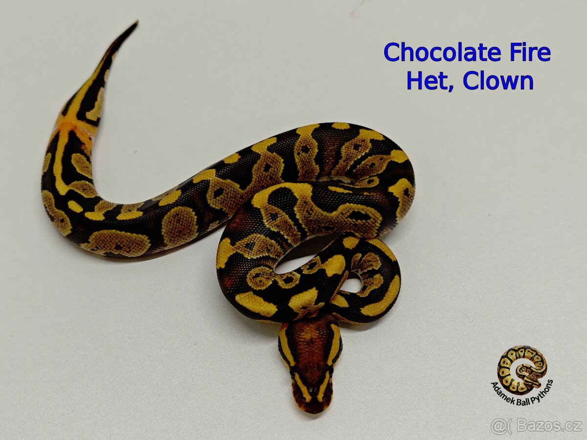 Krajta Královská - 15