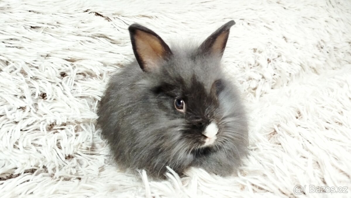 Zakrslý králík, králíček- HOLLY - 15