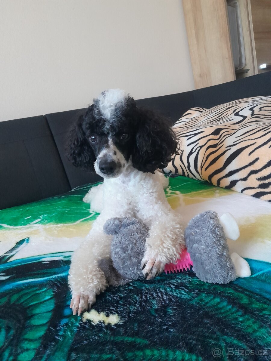 Pudlik ke krytí - 15