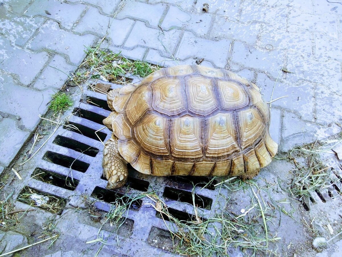 Želva ostruhatá mláďata různé velikosti - 15