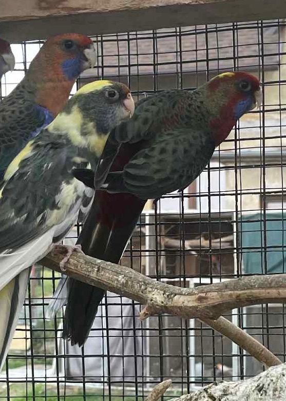 Letošní odchovy - 15