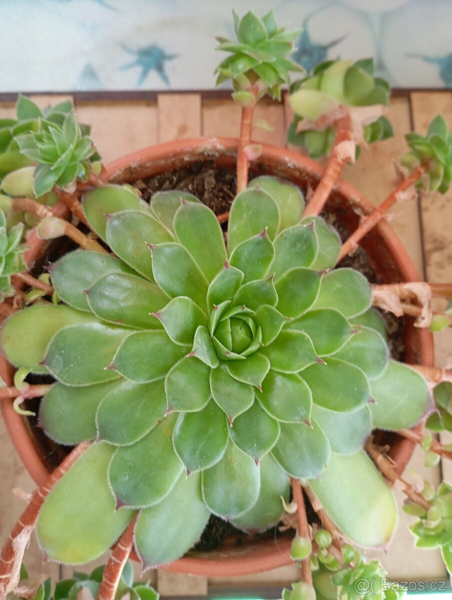 sazenice netřesků 5kč za kus,držáky na truhlíky,ačokča semen - 15