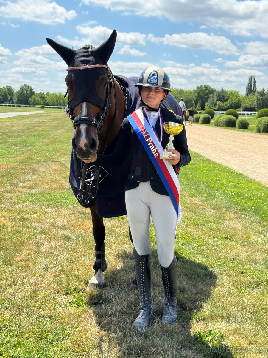 Kobyla do chovu a sportu - 15