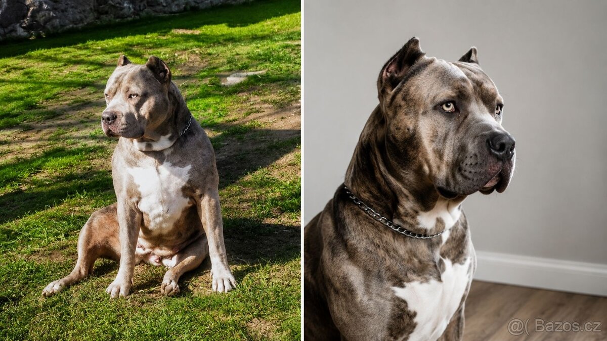 American bully XL - 15