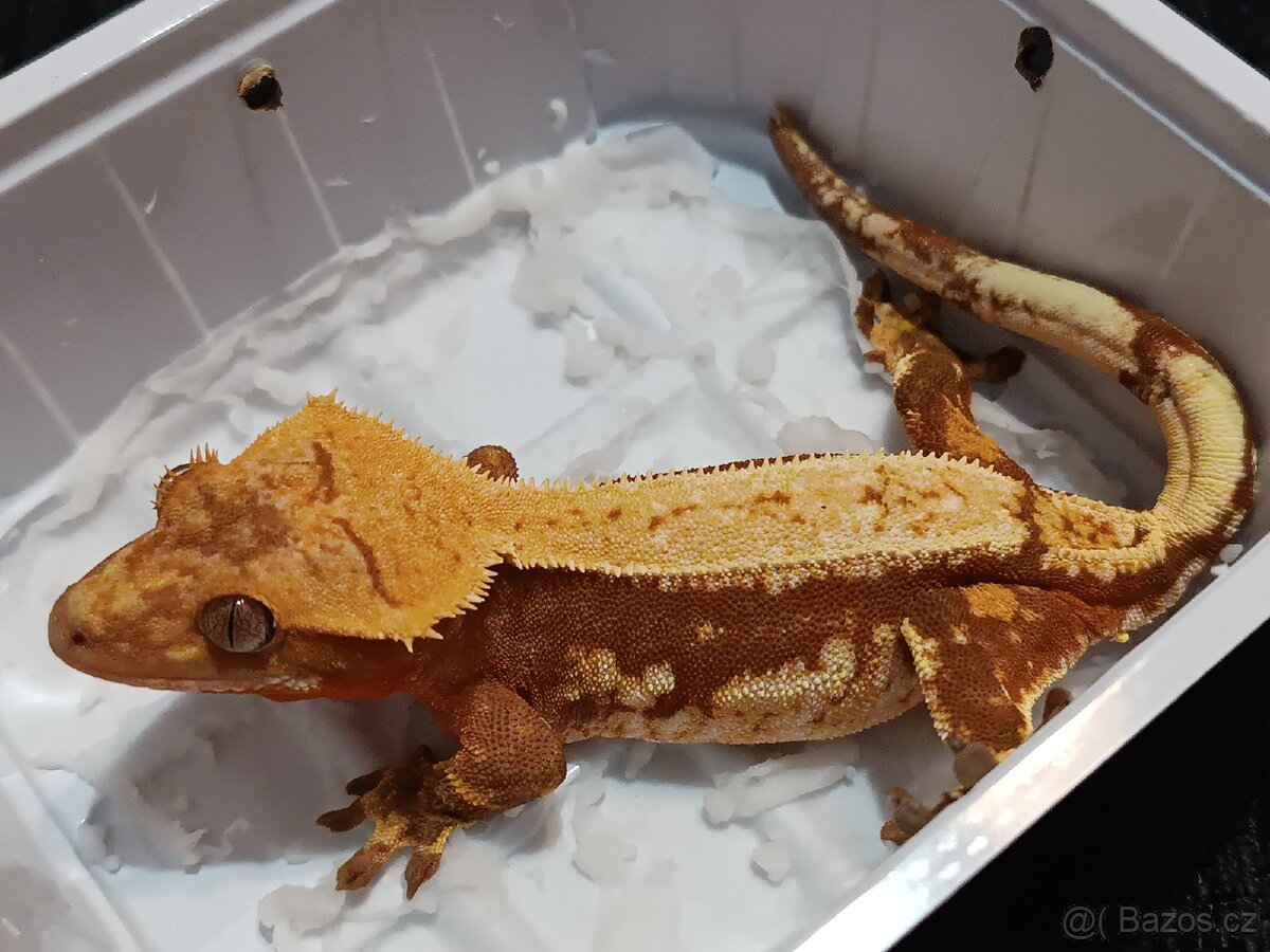 Pagekon řasnatý 1/3 - 15