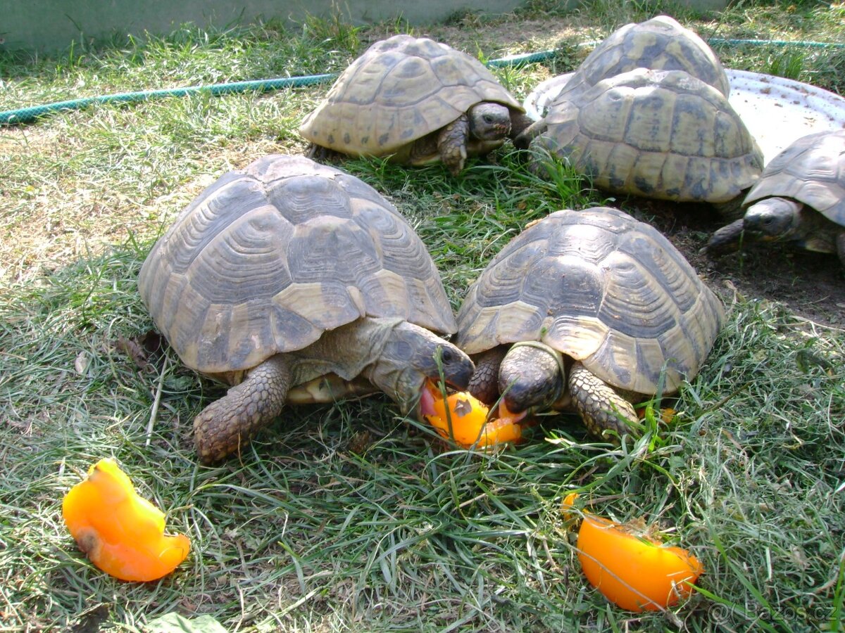 Malé želvy + vybavená terária - 15