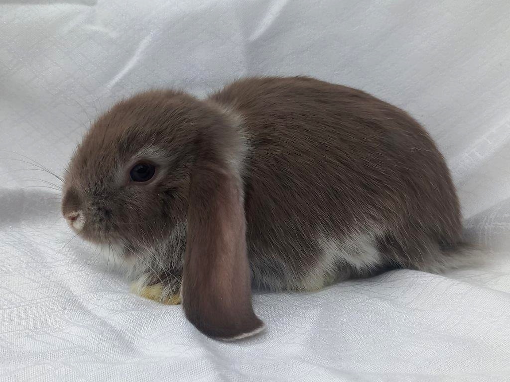 Zakrslí beránci a bílopesíkatí králíčci s rodokmenem - 15